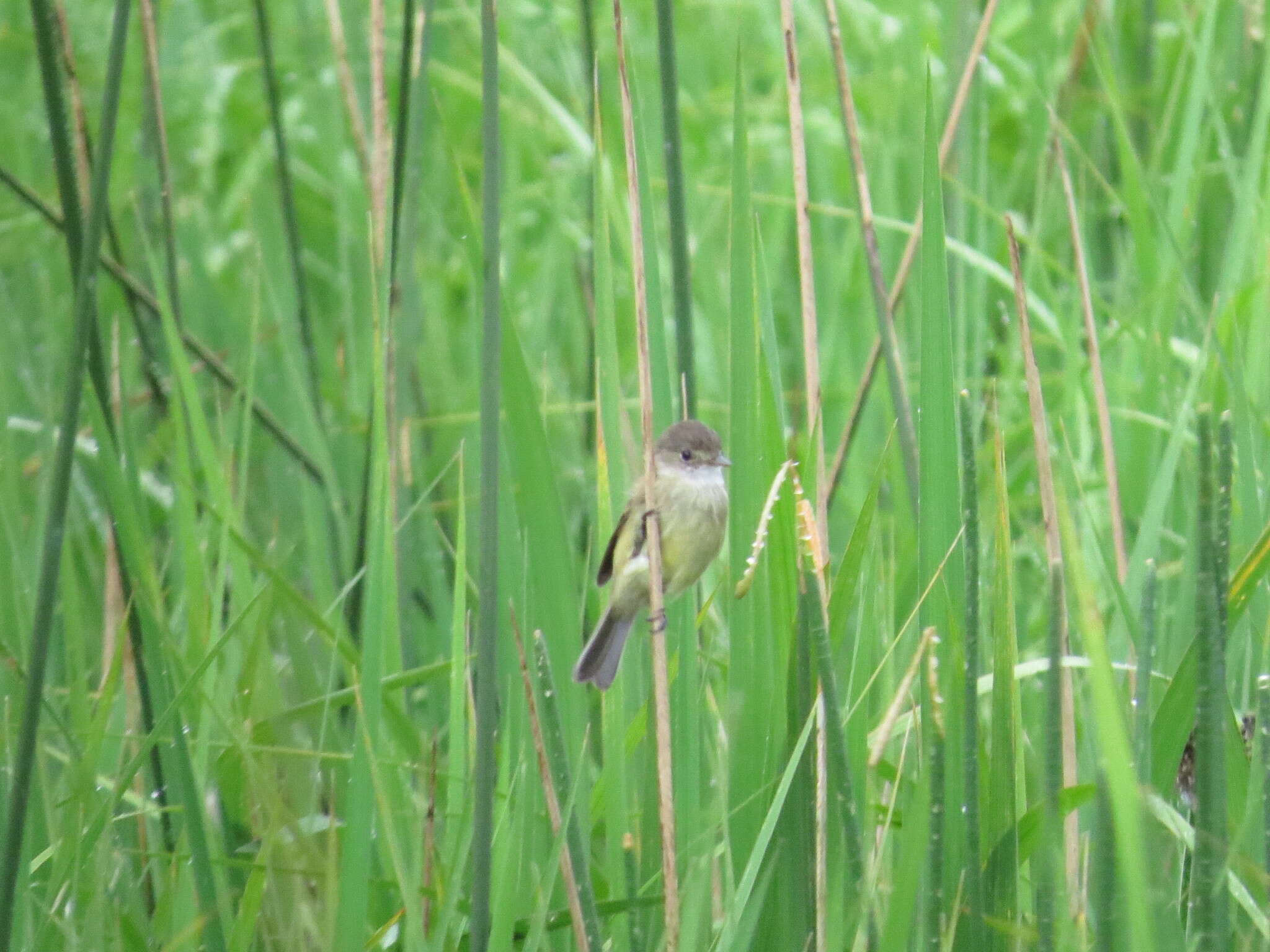 Image of White-throated Flycatcher