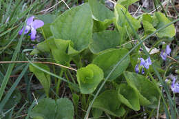 Слика од Viola nephrophylla Greene