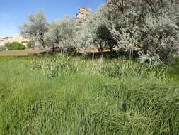 Image of broadleaf cattail