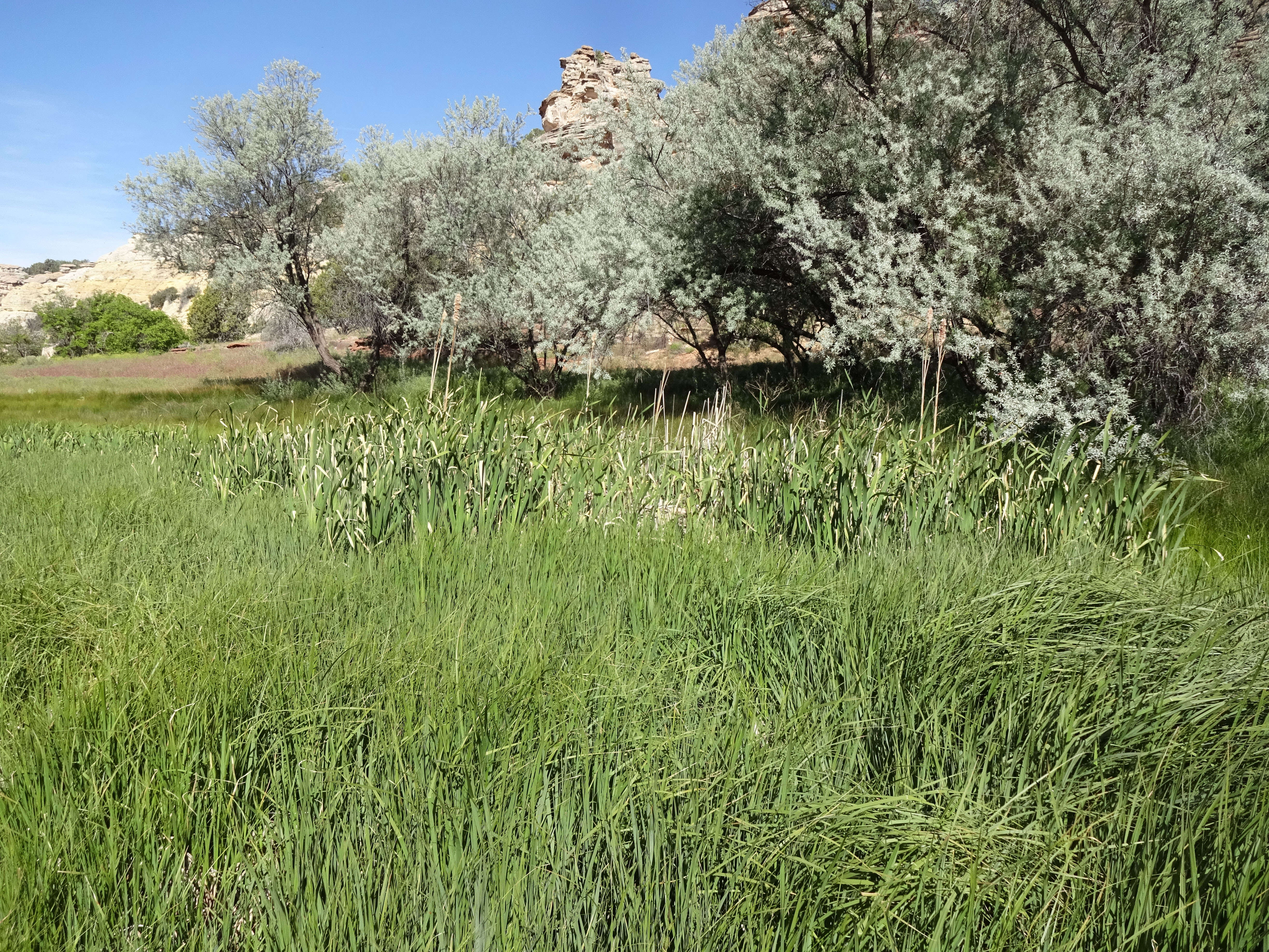 Image of broadleaf cattail