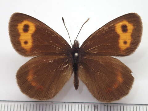 Image of Erebia niphonica Janson 1877