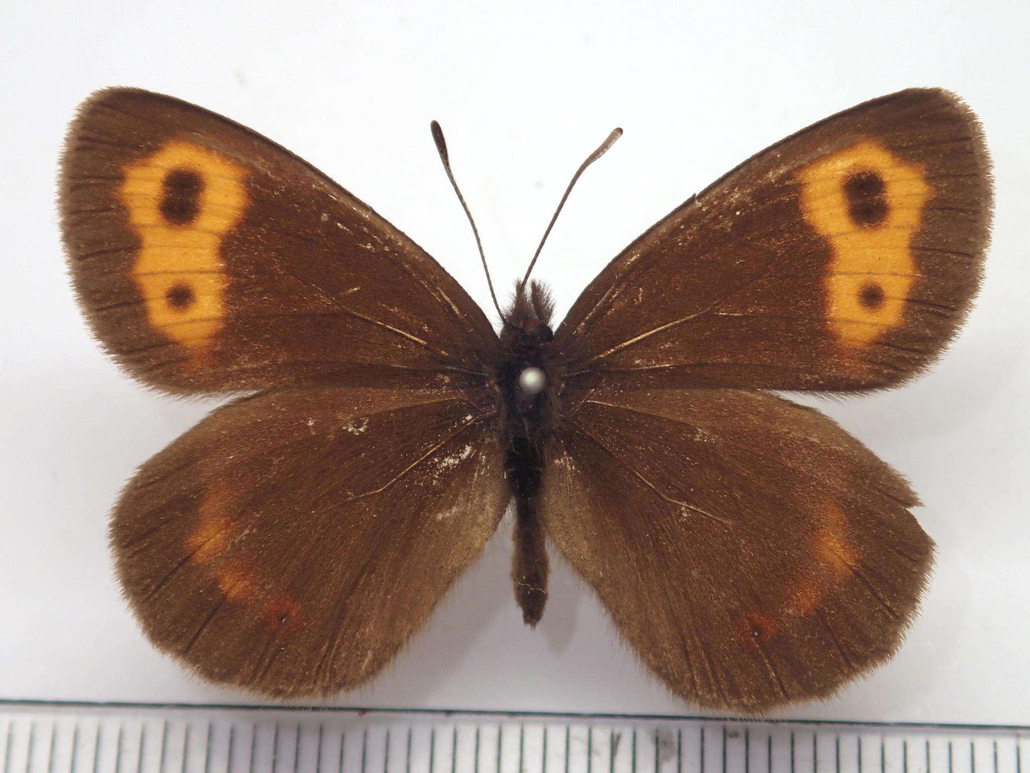 Image of Erebia niphonica Janson 1877