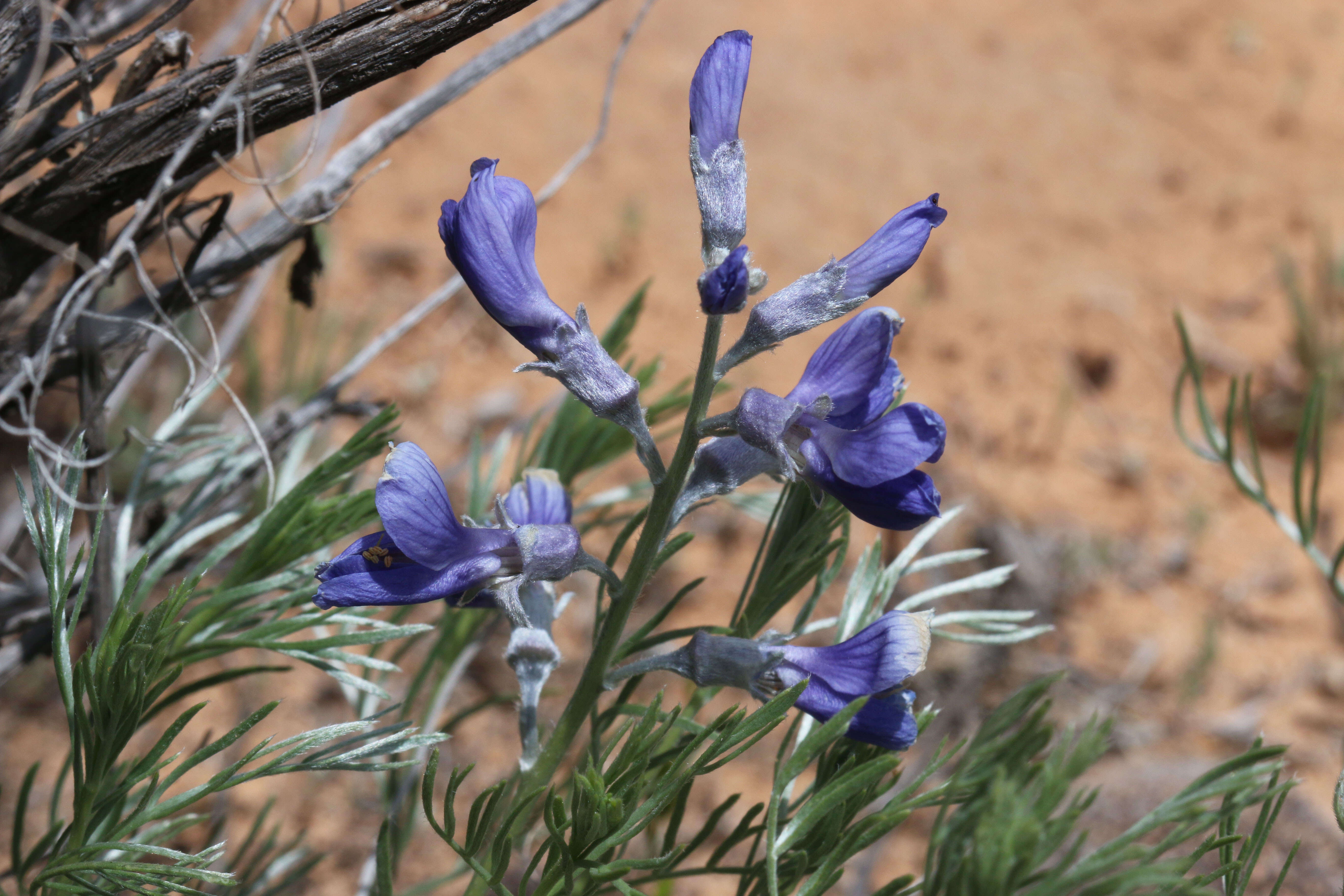 Слика од Sophora stenophylla A. Gray