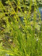 Image of prickly bog sedge