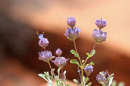 Слика од Salvia dorrii (Kellogg) Abrams