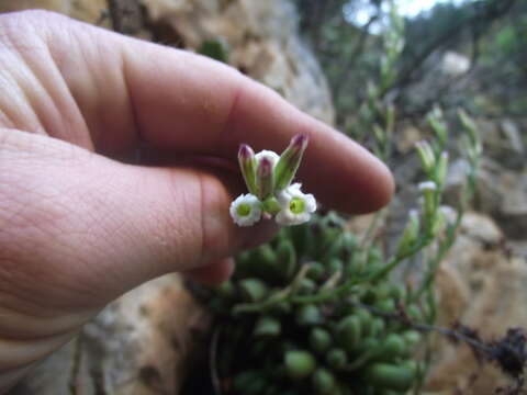 Image of Adromischus cristatus var. schonlandii (Phill.) Tölken