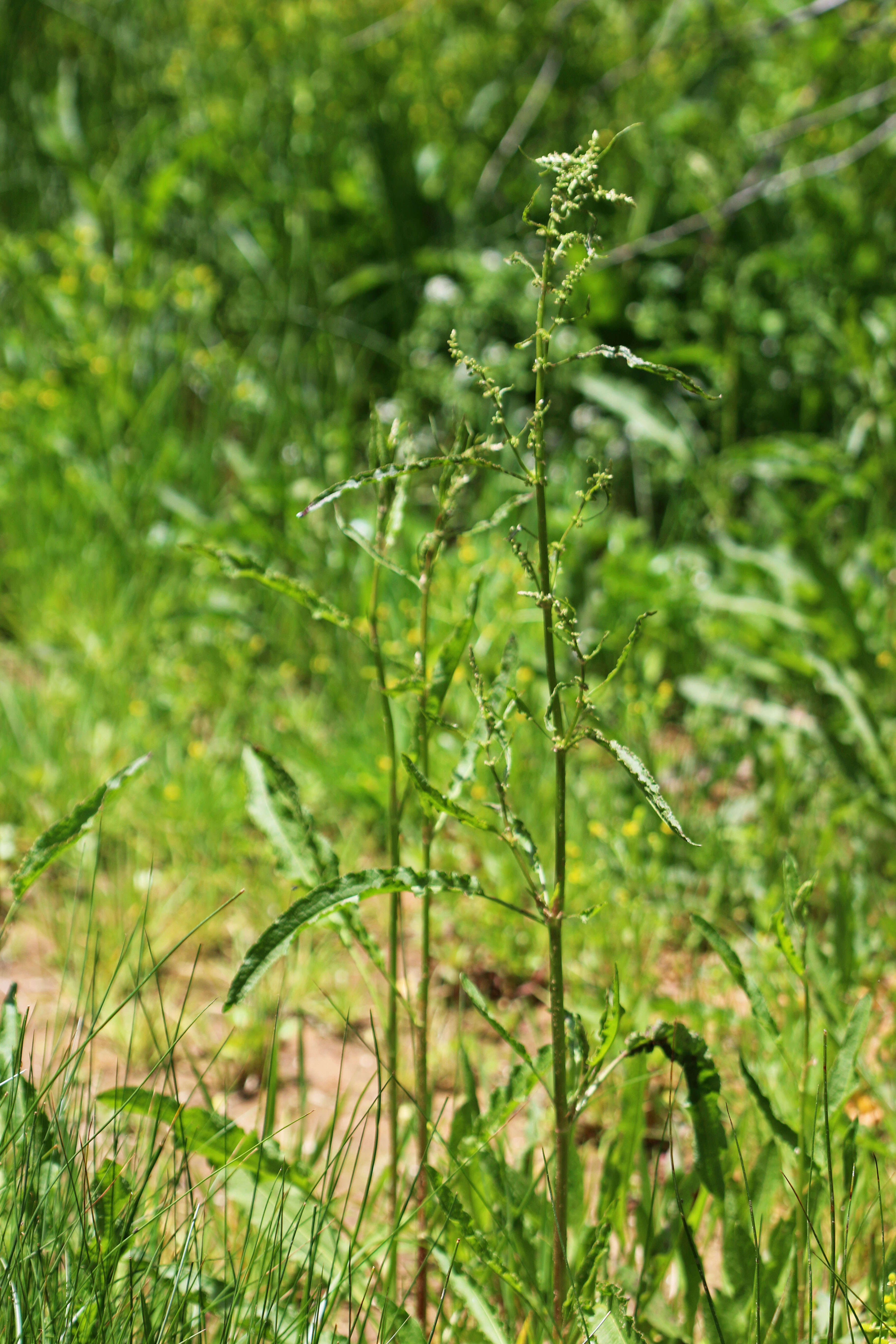 Image of willow dock