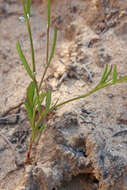 Image of Douglas' knotweed