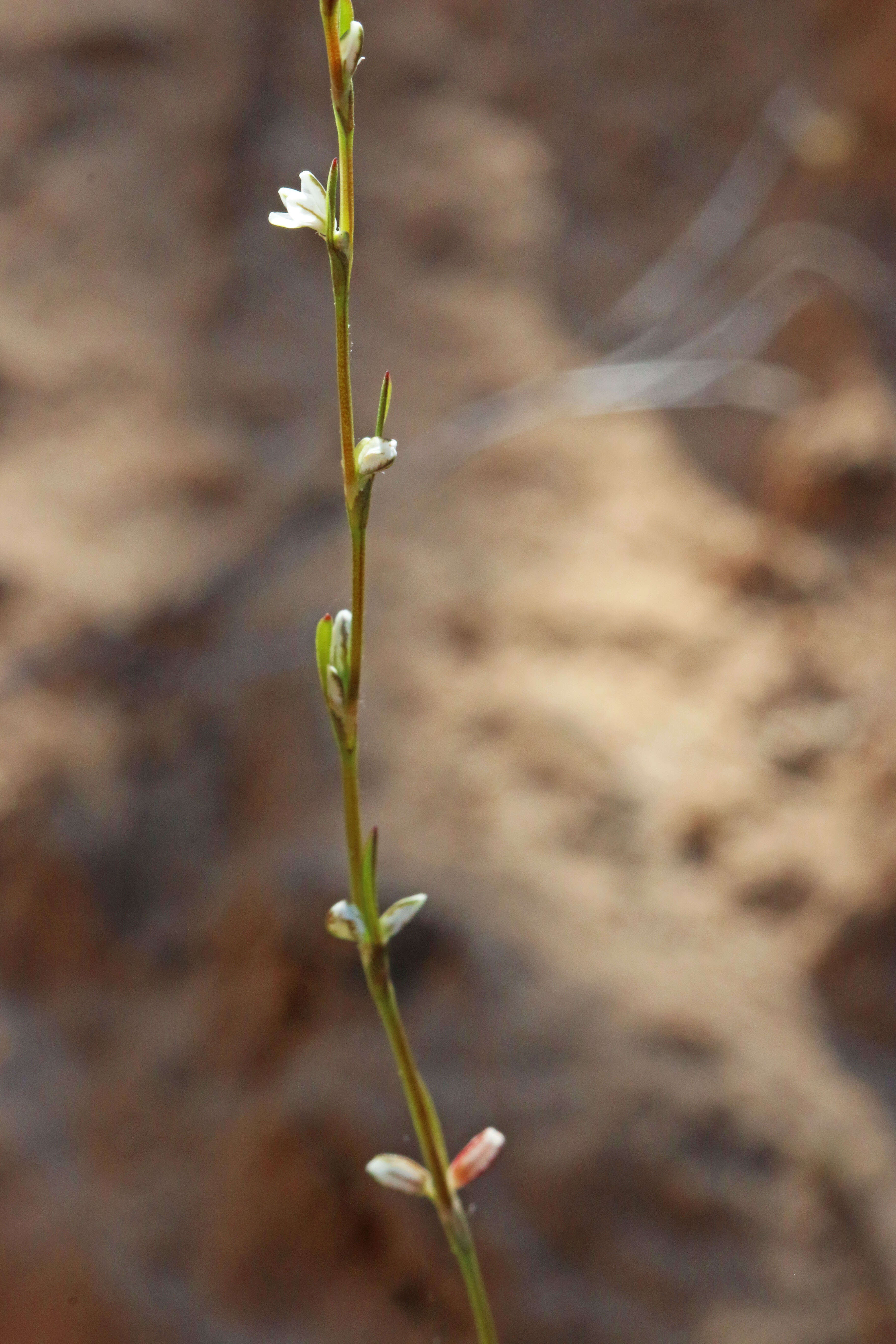 Image of Douglas' knotweed