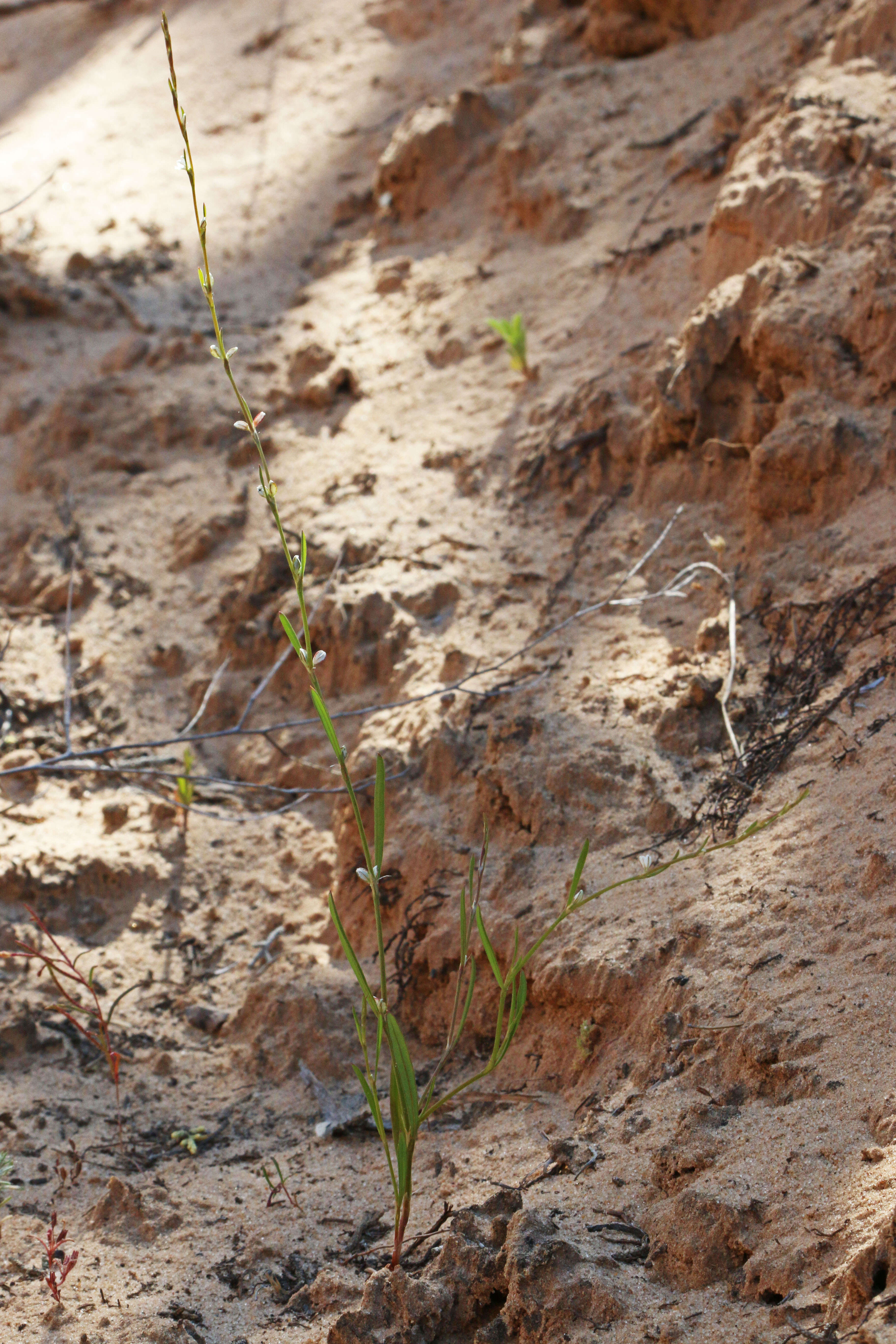 Image of Douglas' knotweed