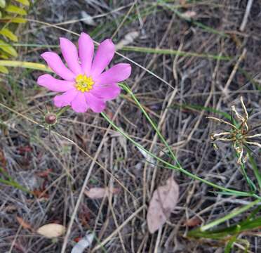 Sabatia bartramii Wilbur resmi