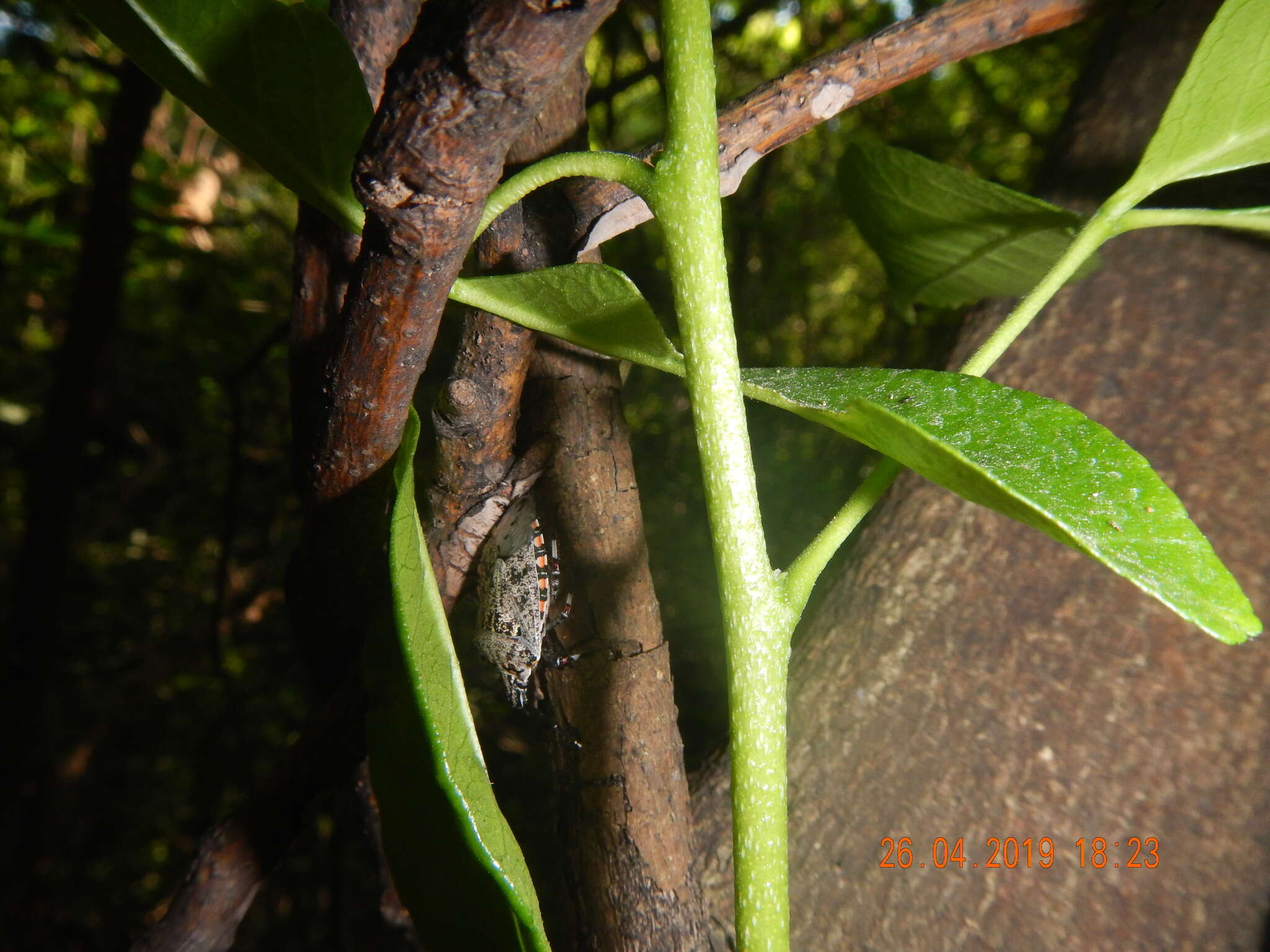 Image of Apateticus (Apateticus) lineolatus (Herrich-Schaeffer 1840)