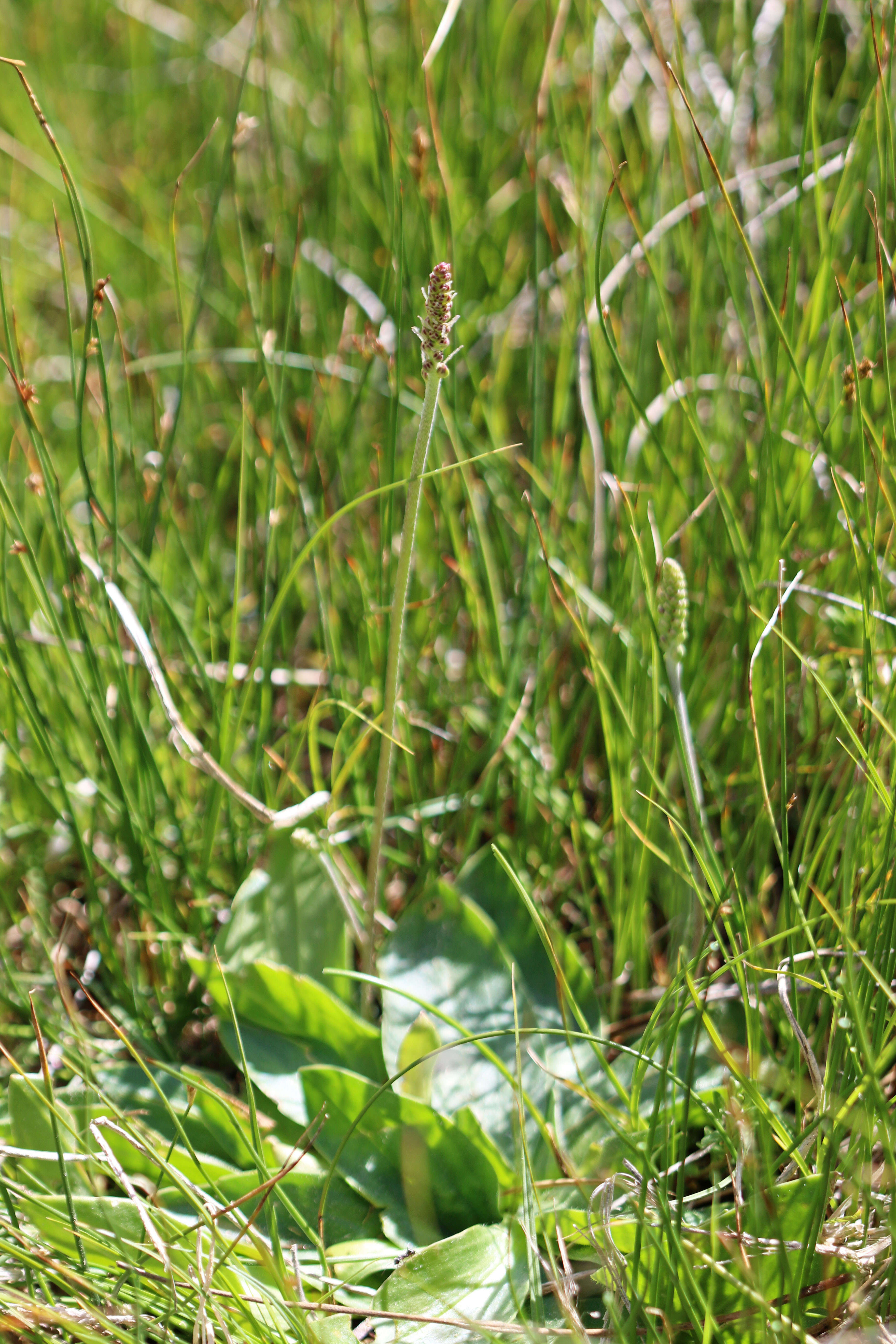 Image of redwool plantain