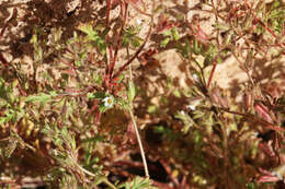 Image de Phacelia ivesiana Torr.