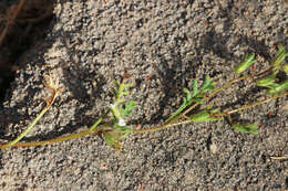 Image de Phacelia ivesiana Torr.