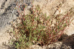 Image de Phacelia ivesiana Torr.