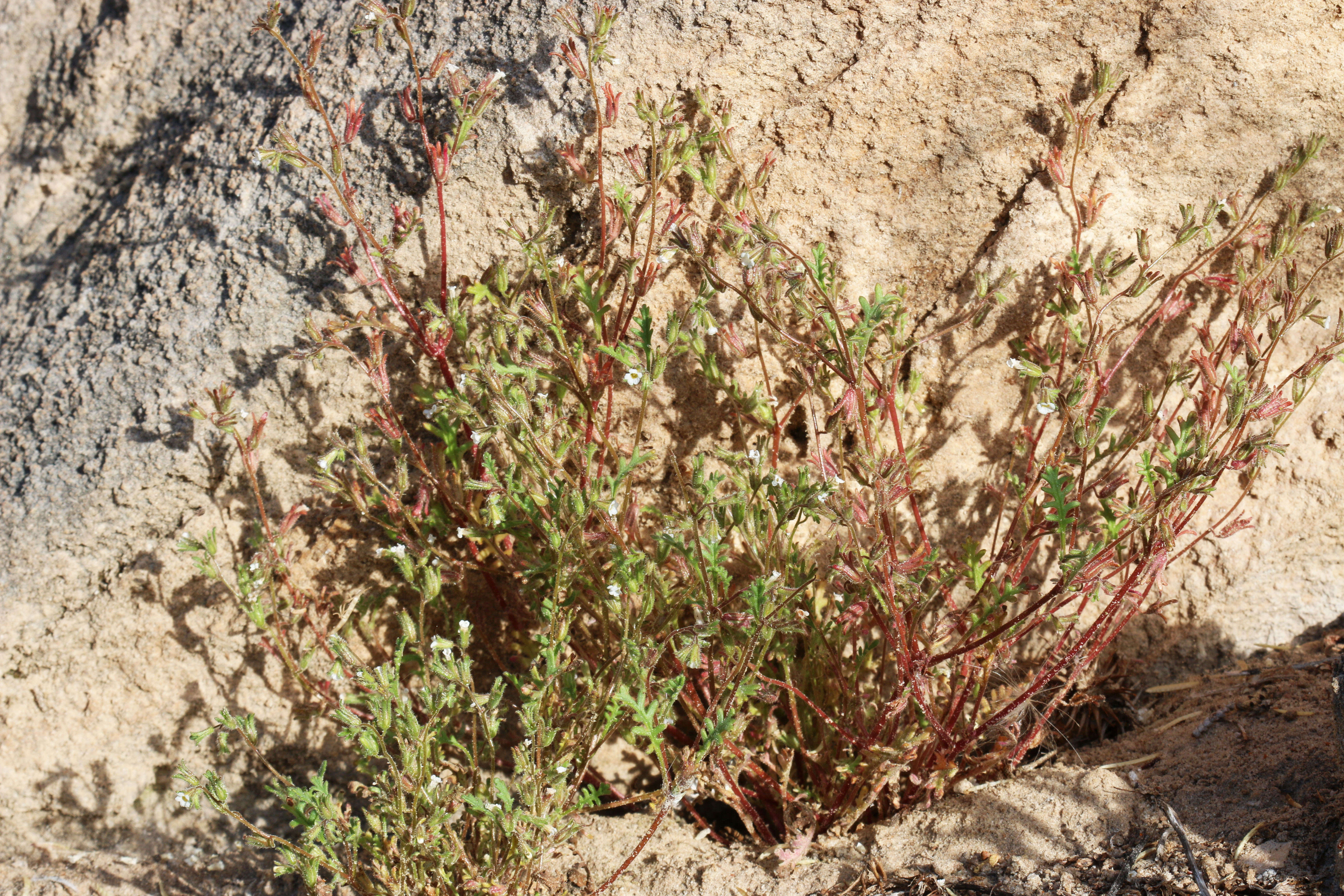 Image de Phacelia ivesiana Torr.