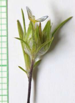 Image de Eriastrum diffusum (A. Gray) Mason