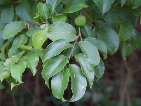 Image of Casearia rupestris Eichl.