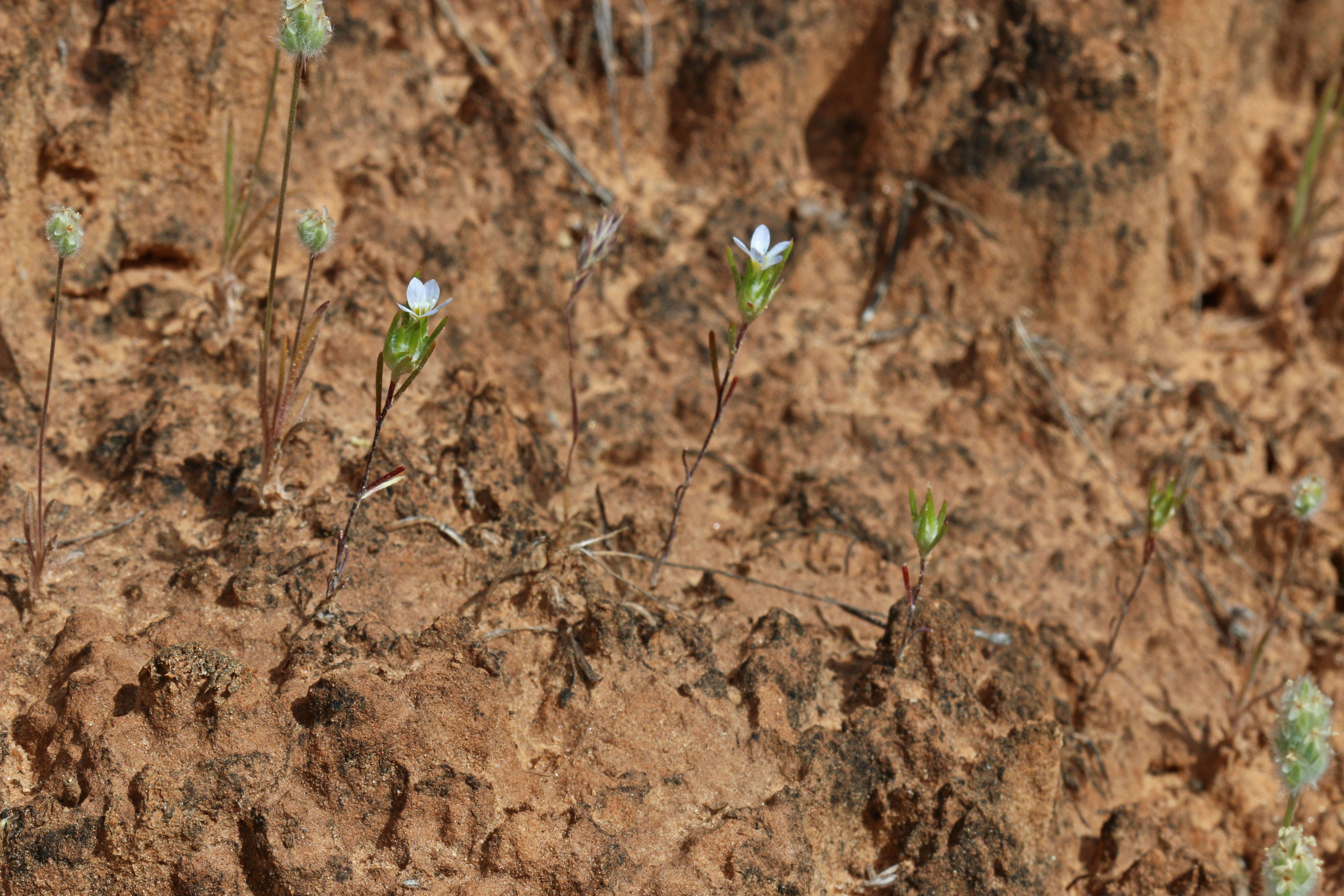 Image de Eriastrum diffusum (A. Gray) Mason