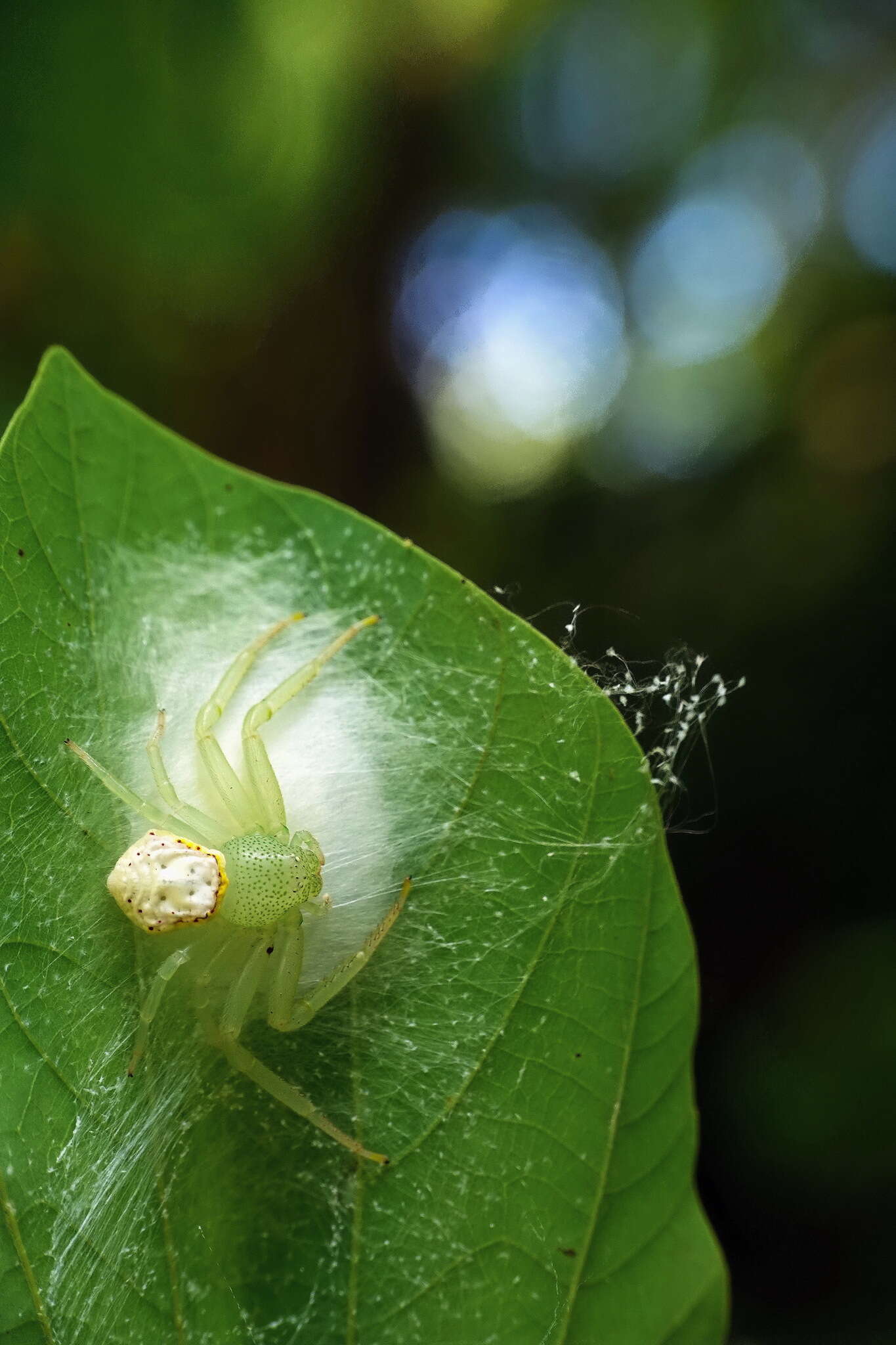 Image of Massuria bellula Xu, Han & Li 2008