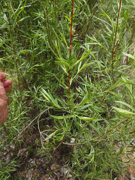 Image of narrowleaf willow