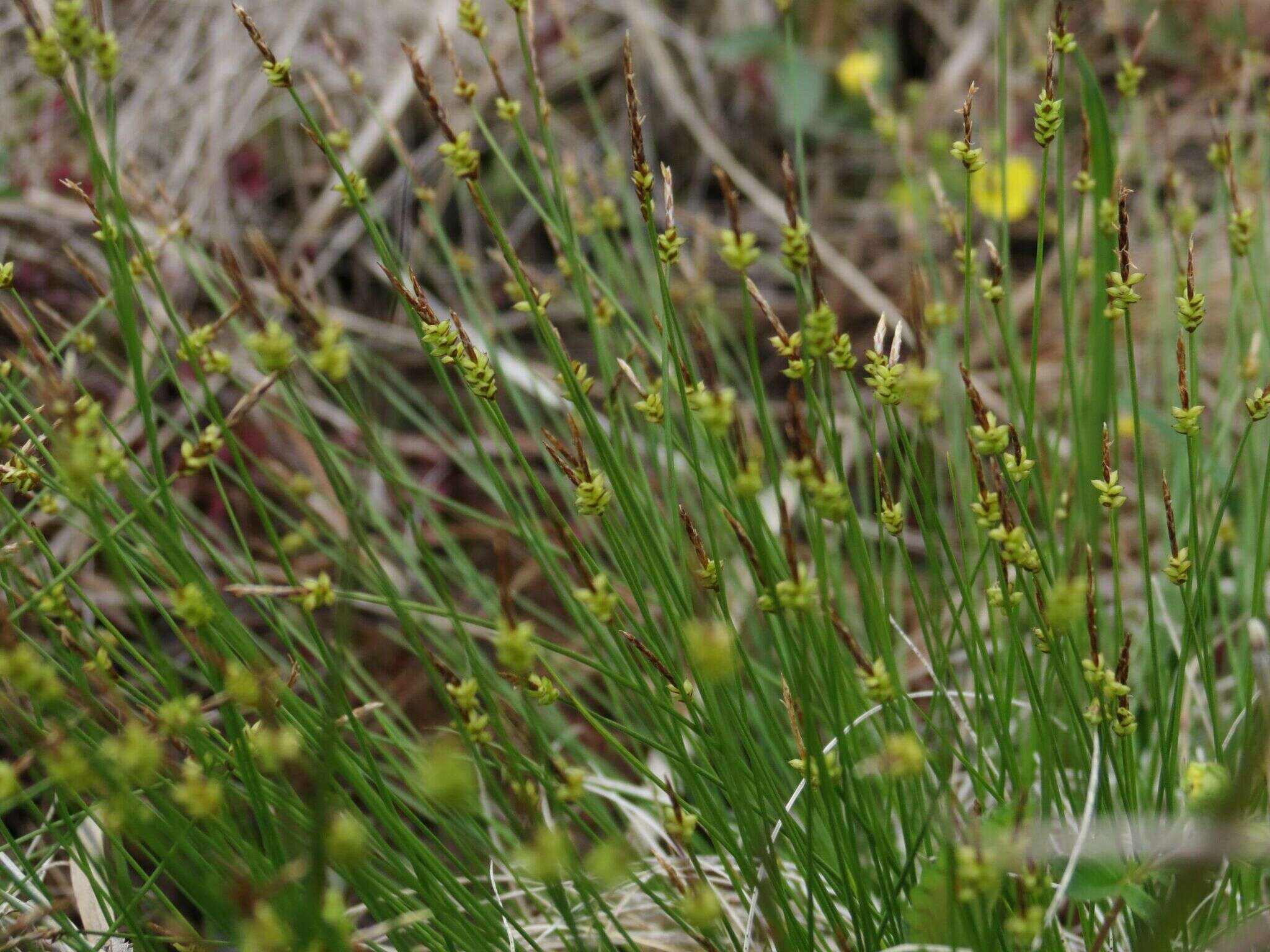 Image of Carex jankowskii Gorodkov