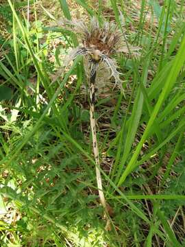 Слика од Carlina acaulis subsp. caulescens (Lam.) Schübl. & G. Martens