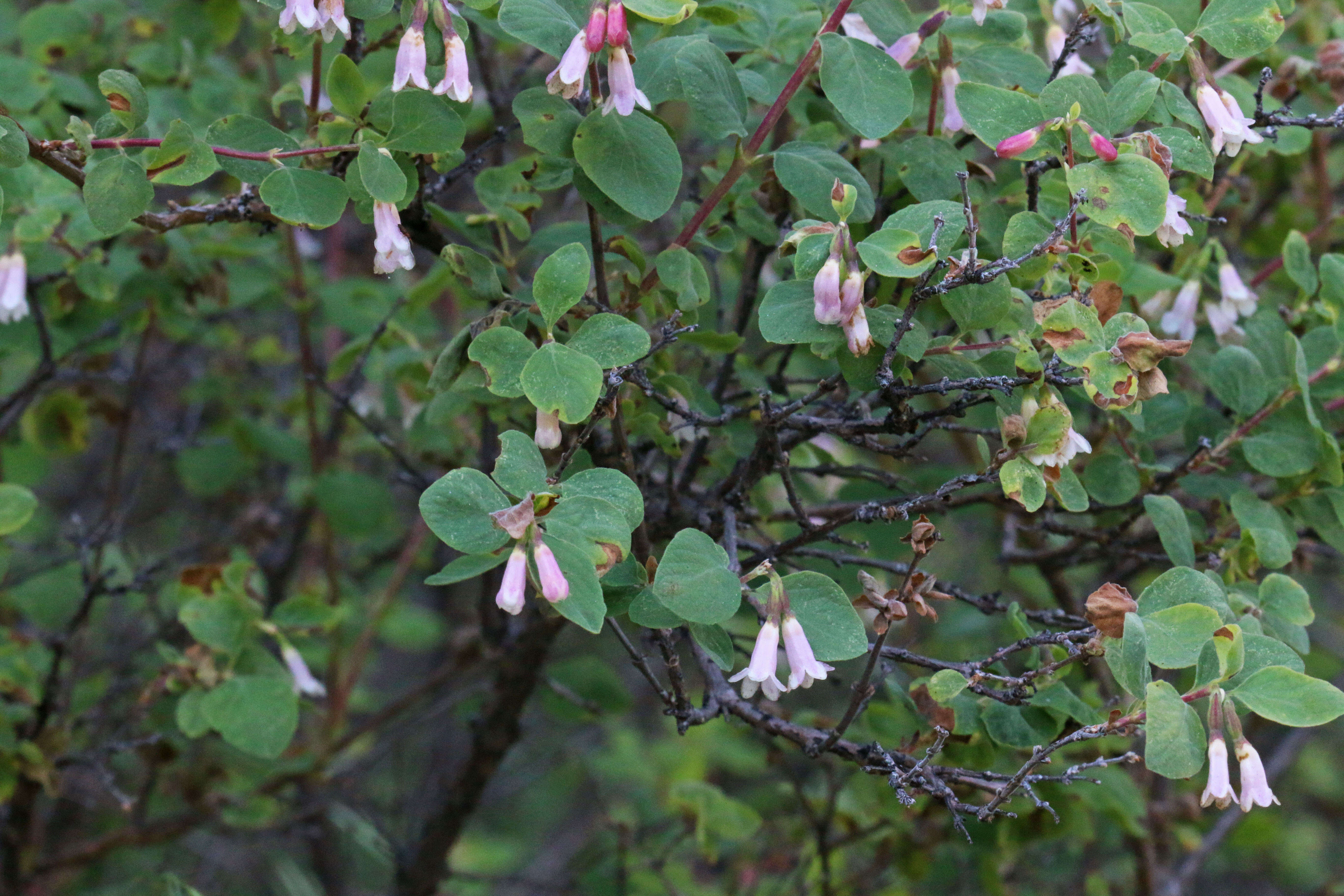 Image of mountain snowberry