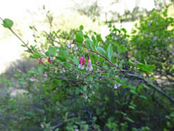 Image of mountain snowberry