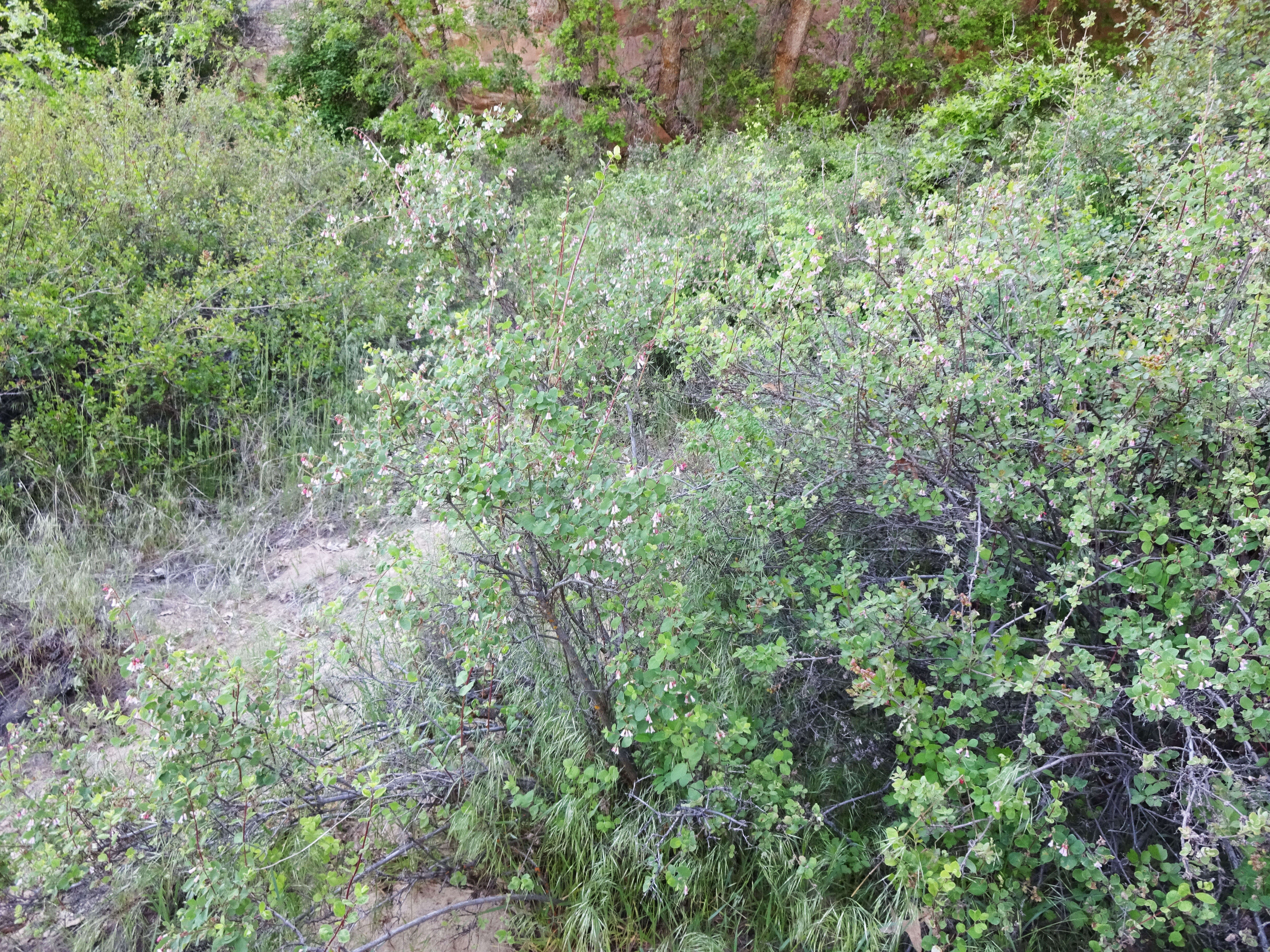 Image of mountain snowberry