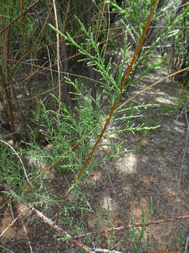 Image of saltcedar