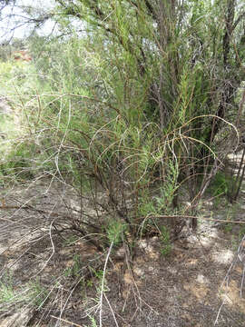 Image of saltcedar