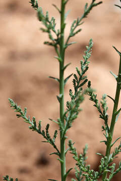 Image of saltcedar