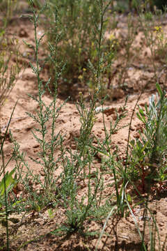 Image of saltcedar