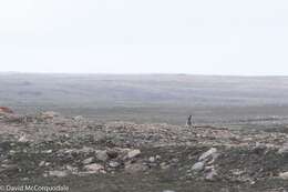 Image of Arctic Hare