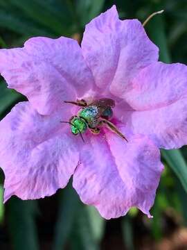 Image of Agapostemon splendens (Lepeletier 1841)