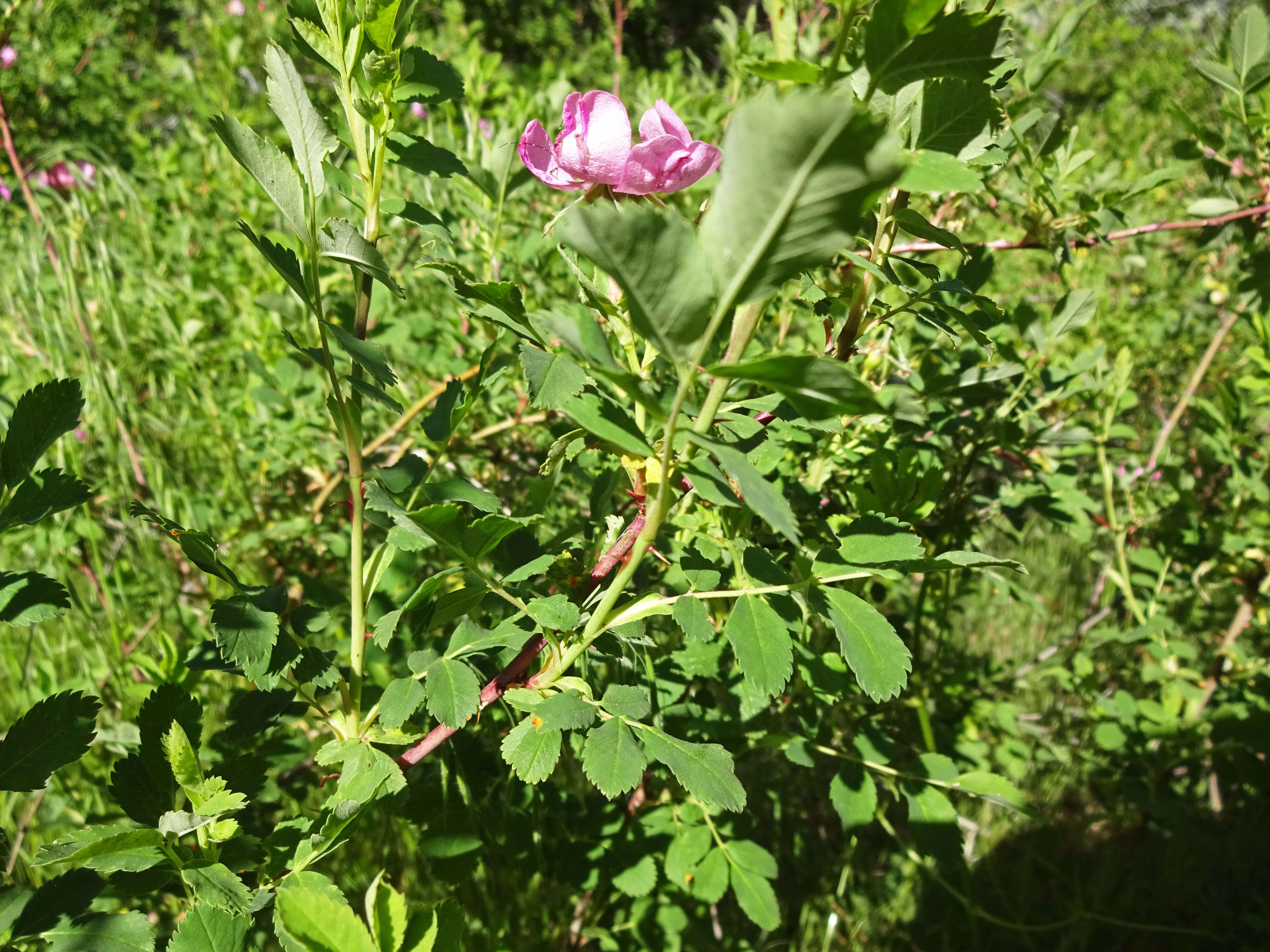 Image of Woods' rose