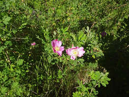 Image of Woods' rose