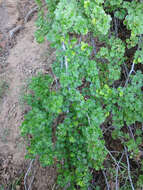 Image of desert gooseberry