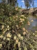 Image of river bottlebrush