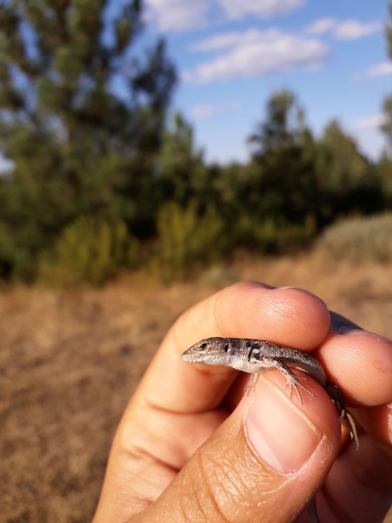 Image of Psammodromus occidentalis Fitze, Gonzalez-jimena, San-jose, San Mauro & Zardoya 2012