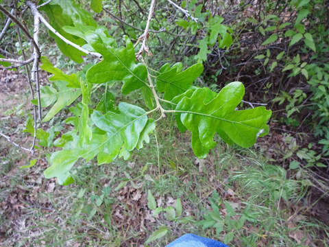 Image of Gambel Oak