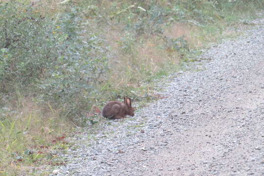 Image of snowshoe hare