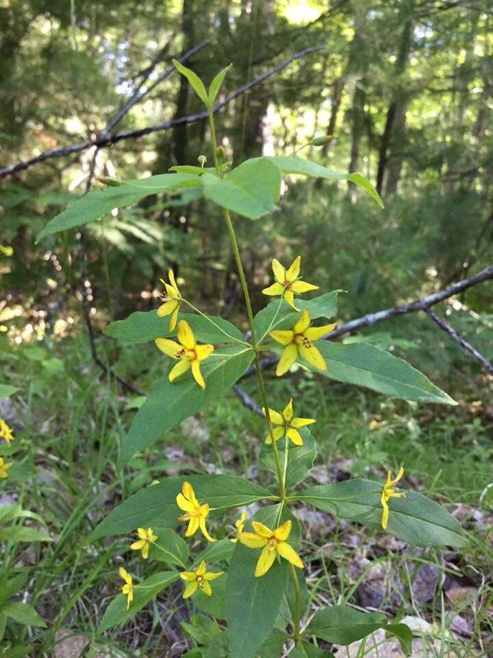 Image of whorled yellow loosestrife