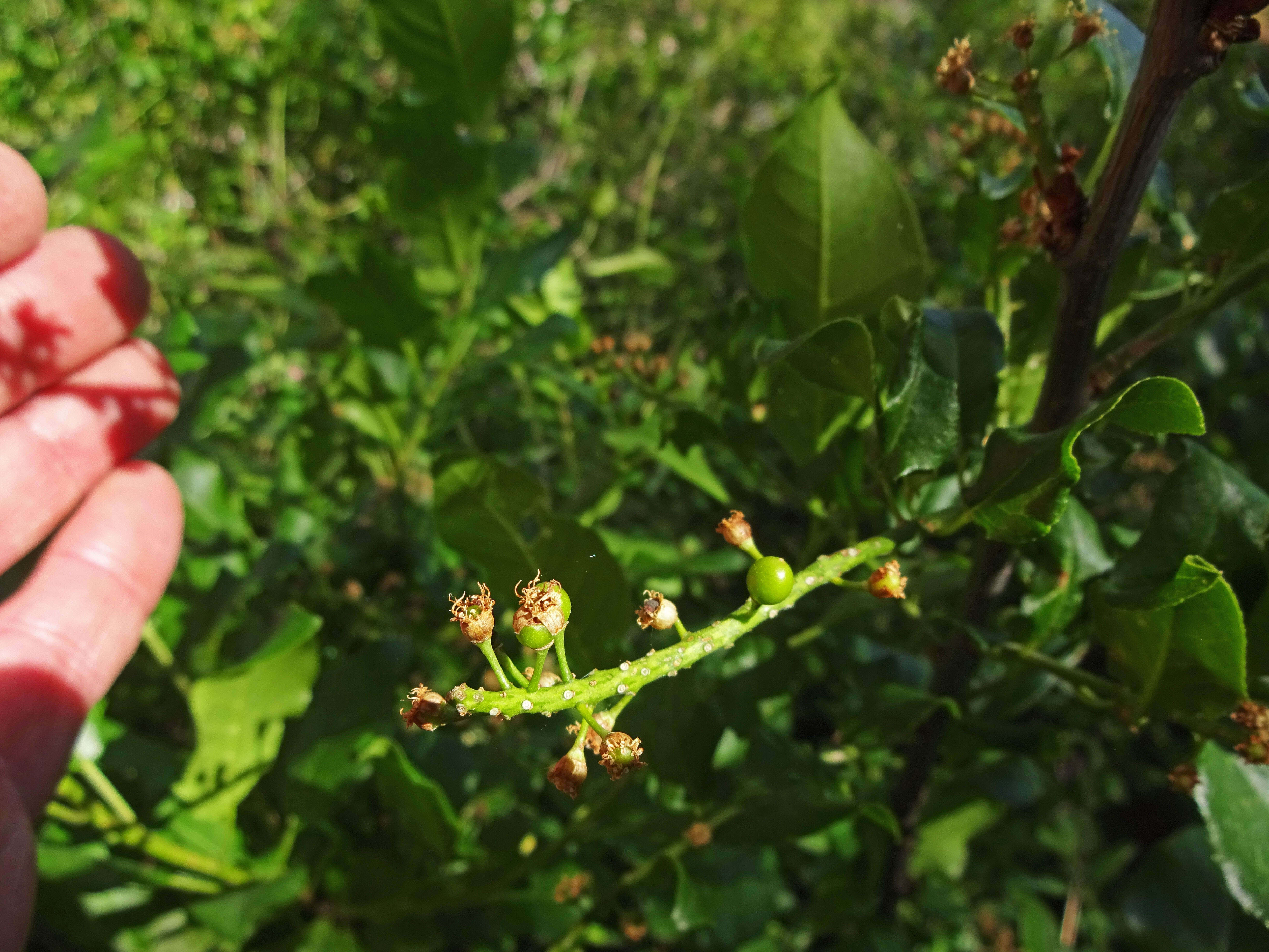 Image of single-leaf ash