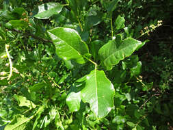 Image of single-leaf ash