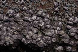 Image of Rock oyster