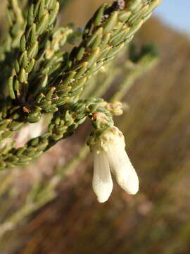 Image of Erica pectinifolia var. pectinifolia