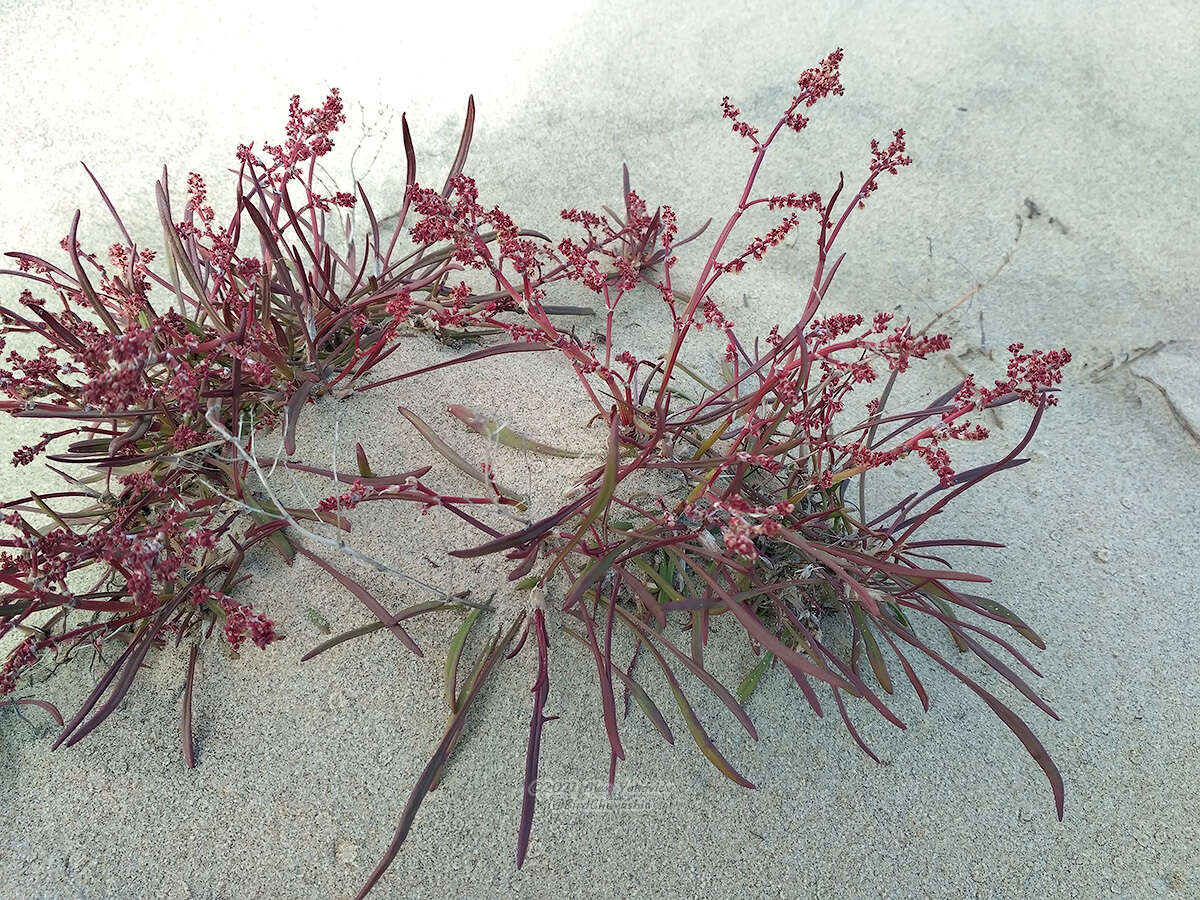 Image of grassleaf sorrel